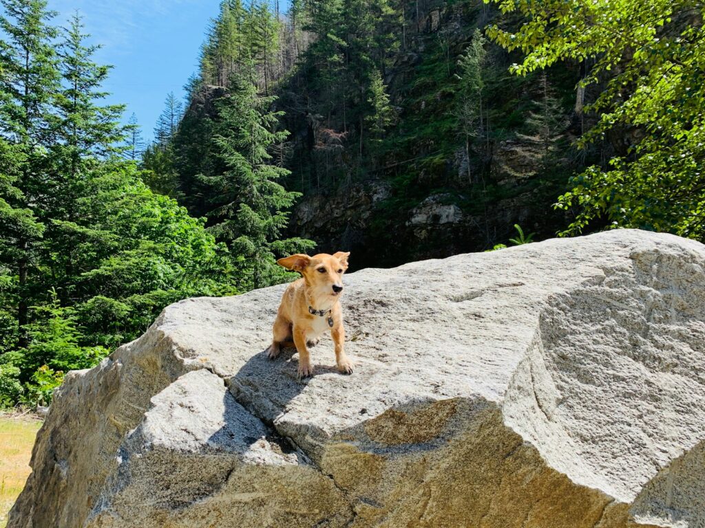 brown short coated dog on gray rock during daytime