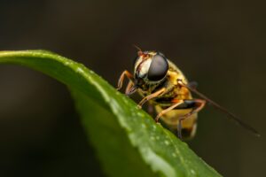 a bug on a leaf